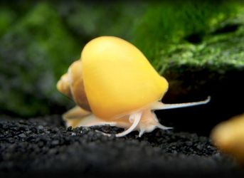 Yellow Mystery Snails