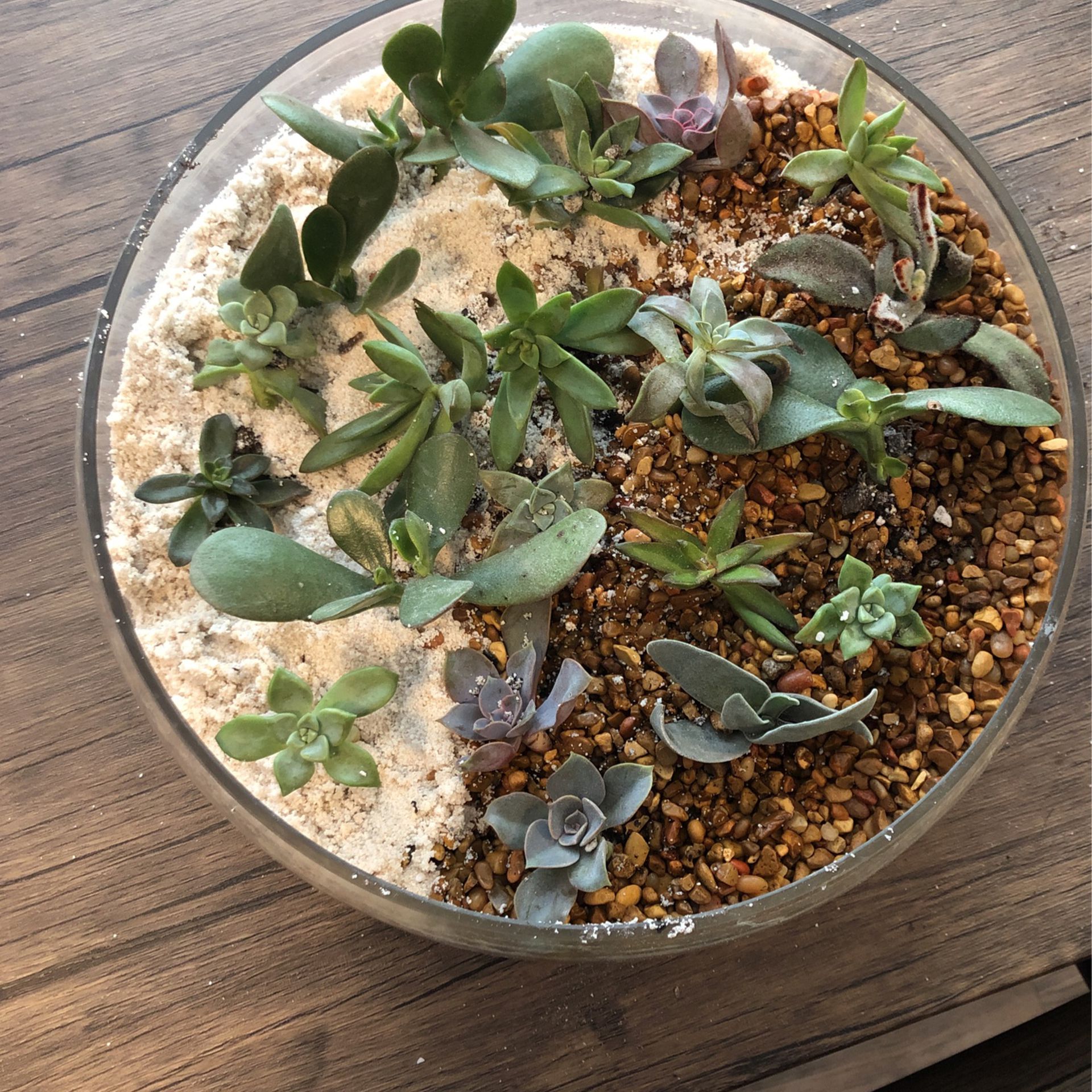 Succulent Collection  40 OBO