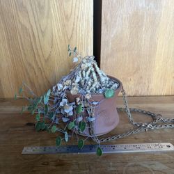 plant - i forgot what it’s called