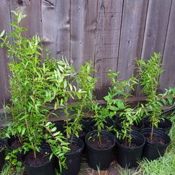 Pomegranate tree plants 2 for $25