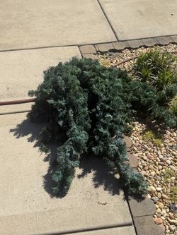 FREE Christmas Garland