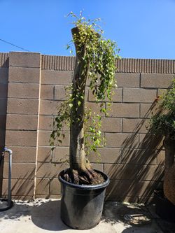 Old Ficus Benjamin Bonsai Tree 