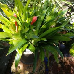 Fancy 5gallon pot 12 BROUMILIAS 