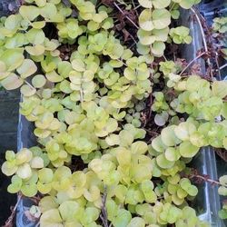 Creeping Jenny Lycomachia Ground Cover