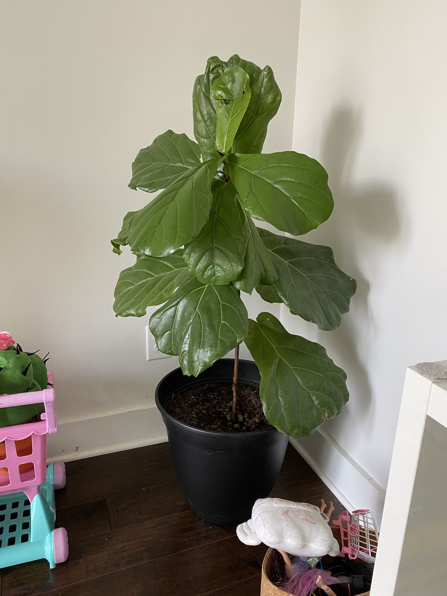 Large Fiddle Leaf
