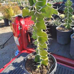 Cross Cactus