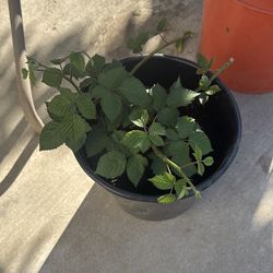 Establish blackberry bush