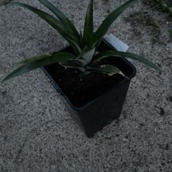 Pineapple Plant 