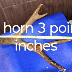 Antler