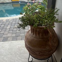 Terracotta Pot Plant Included
