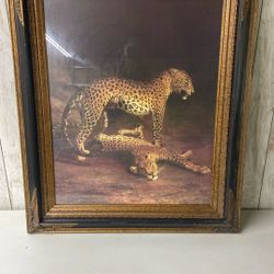 Picture of two leopards