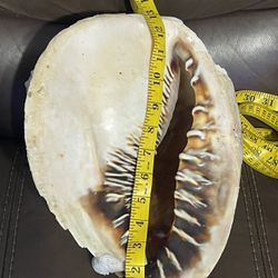 Large Shell From The Keys