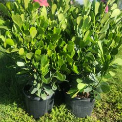 Beautiful Clusias Plants About 4 Feet Tall!!! Fertilized 