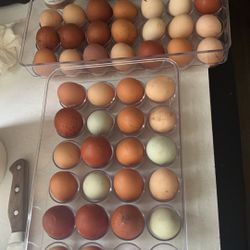 Fresh Chicken Eggs
