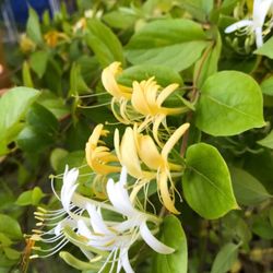Honeysuckle Beautiful Fragrant Perennial Plant. 