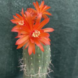 Cactus Matucana Blooming Plant, In 1 Gallón Pot Pick Up Only