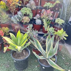 Americana Agave Blue agave Plants 