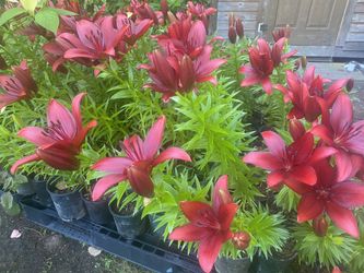 Lily perennial plants for sale