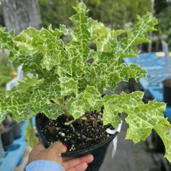 Milk thistle plant 🪴 in 1gal plantas de silimarina 