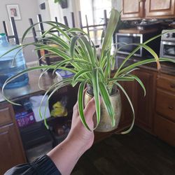 Cute Spider Plant 