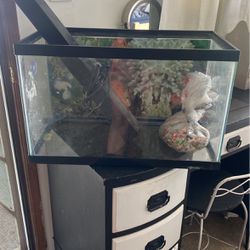 Fish Tank