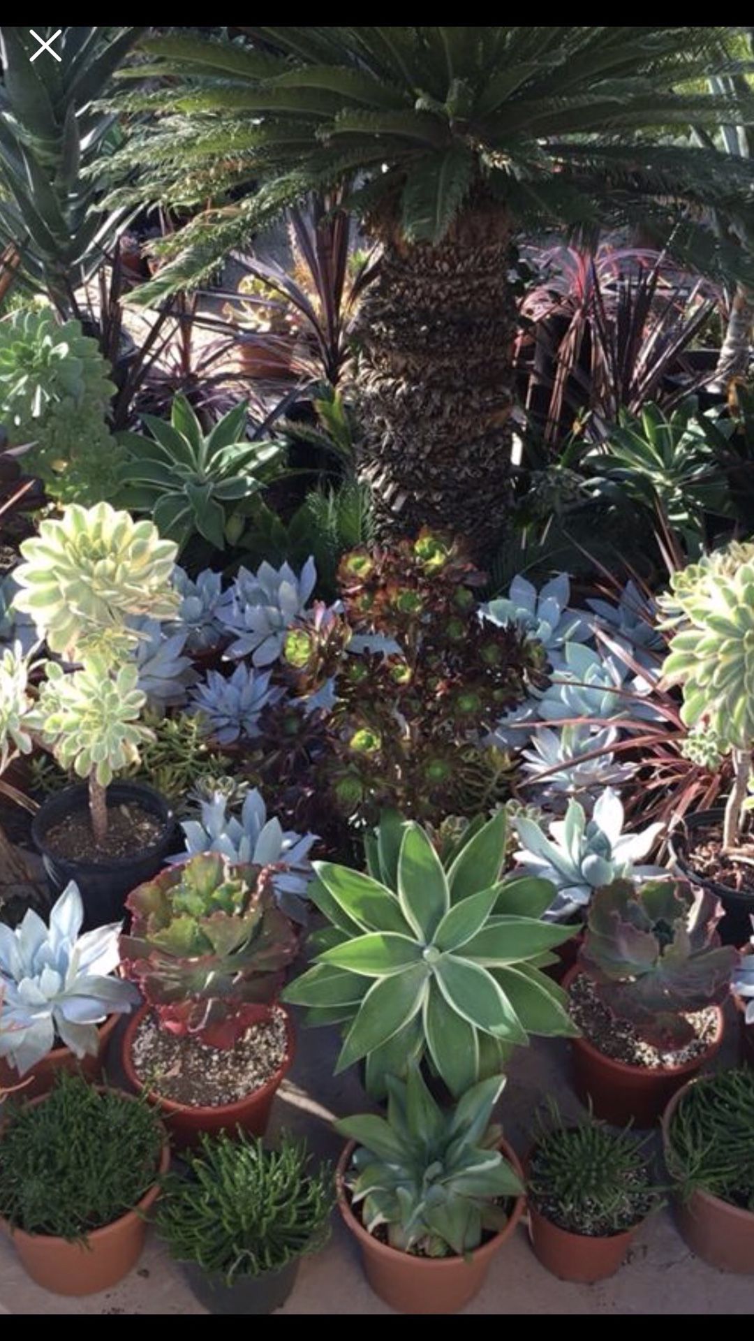 Succulents Plants Prices ranging from $1.00 to $55.