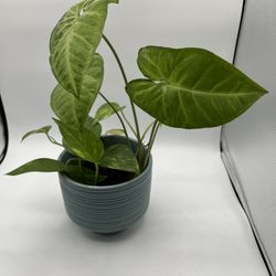 Ridged Green Pot With Live Ivy And Arrowhead Plant