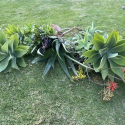 Agaves and Aeonium Black Rose 🥀