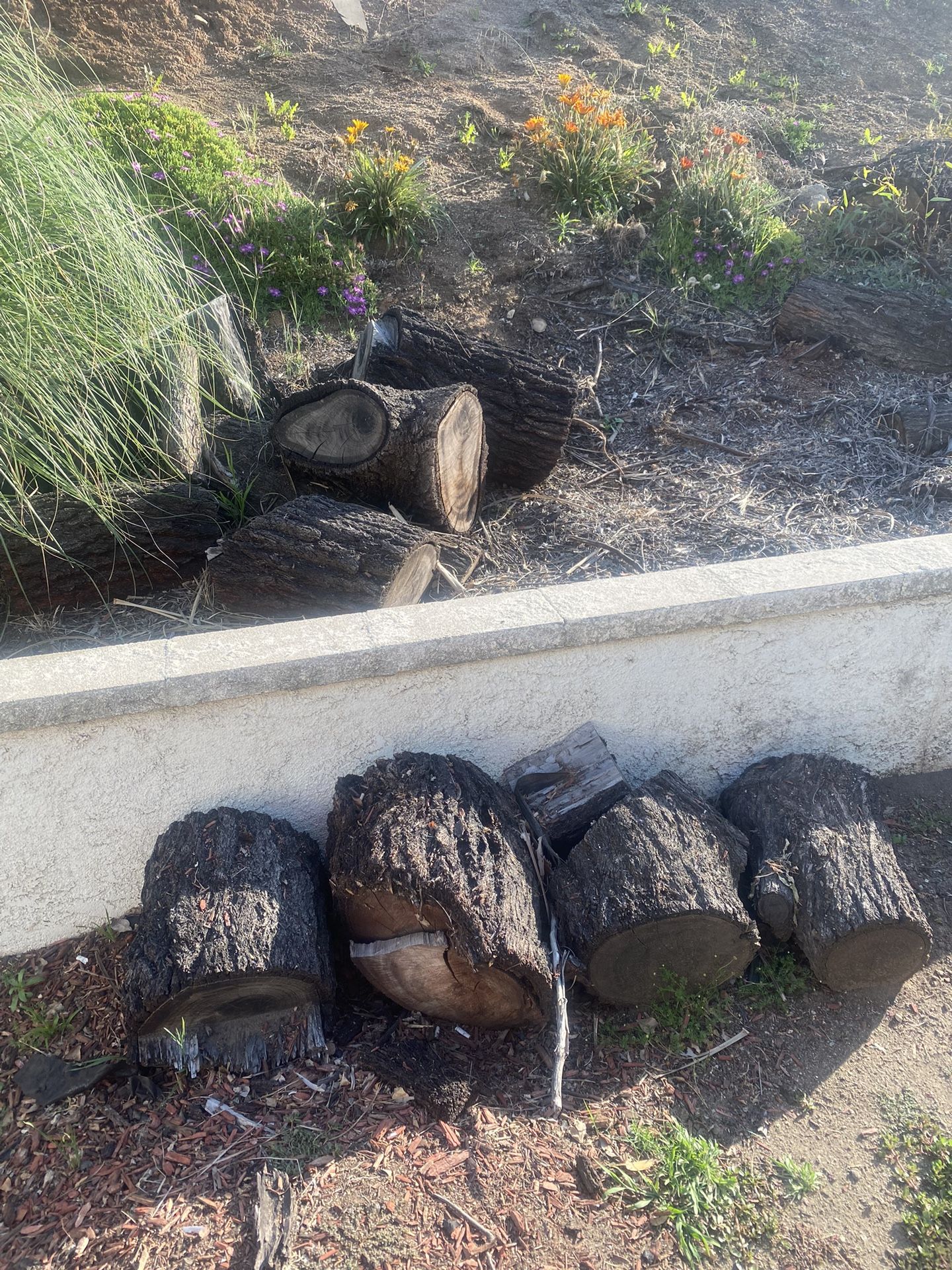 Free Firewood
