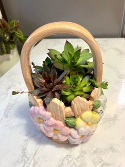 Succulents plant 🪴