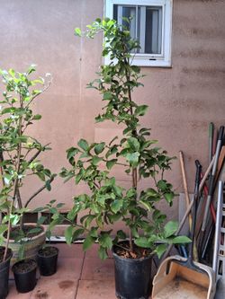 6ft Meyer Lemon tree