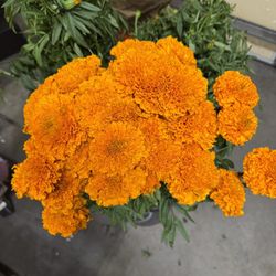 Fresh Marigold Bunches