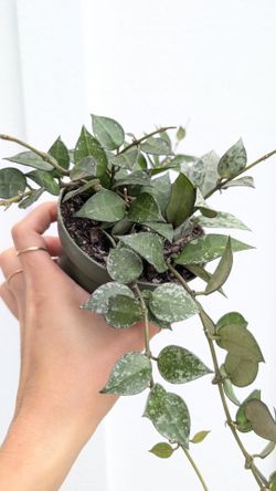Hoya Krohniana Eskimo/Silver Splash Plant 4" Pot - Indoor House Plants