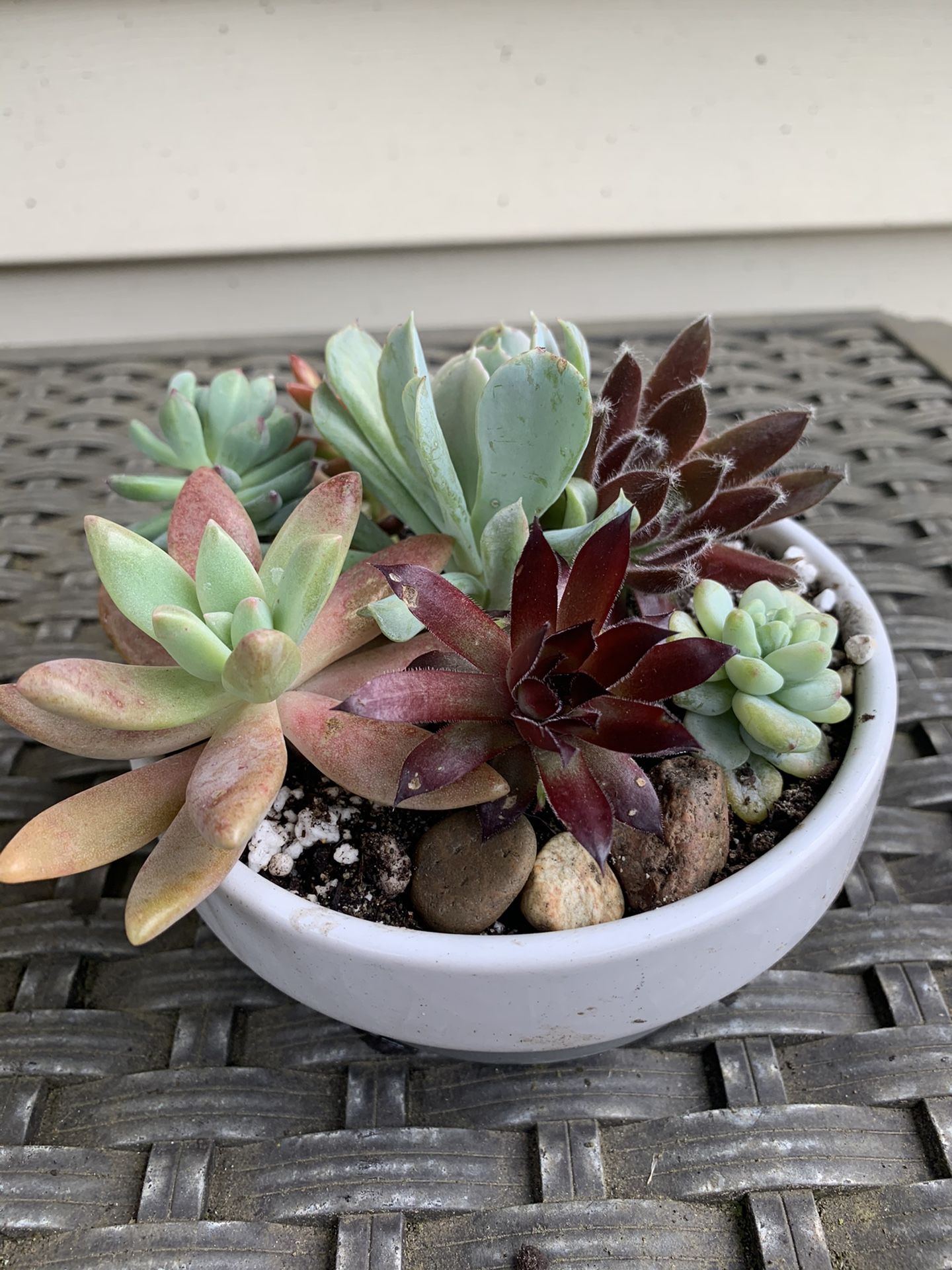 Unique succulents and white and gray Ceramic pot