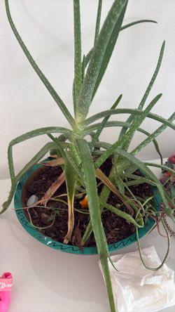 FREE Live Aloe Vera Plant