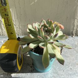 Blooming Succulent