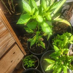 Chiles De Colores Picantes.