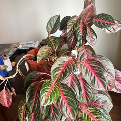 Large Chinese Evergreen Plant 