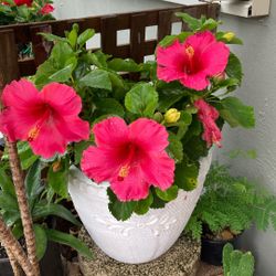 Plantas 