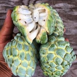 Sugar Apple Grafted Trees 3gal Arboles De Anon Injertados 3gal 