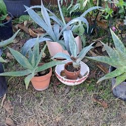 Various PLANTS, $5 EA. REALLY $5 EA. 