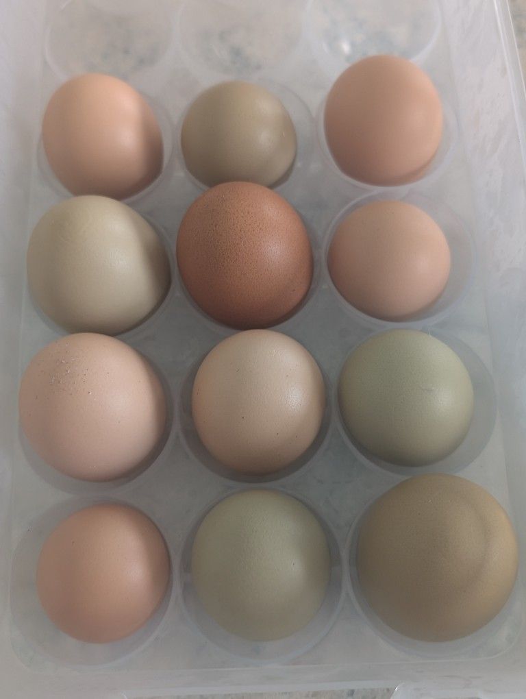 Farm Fresh Eggs