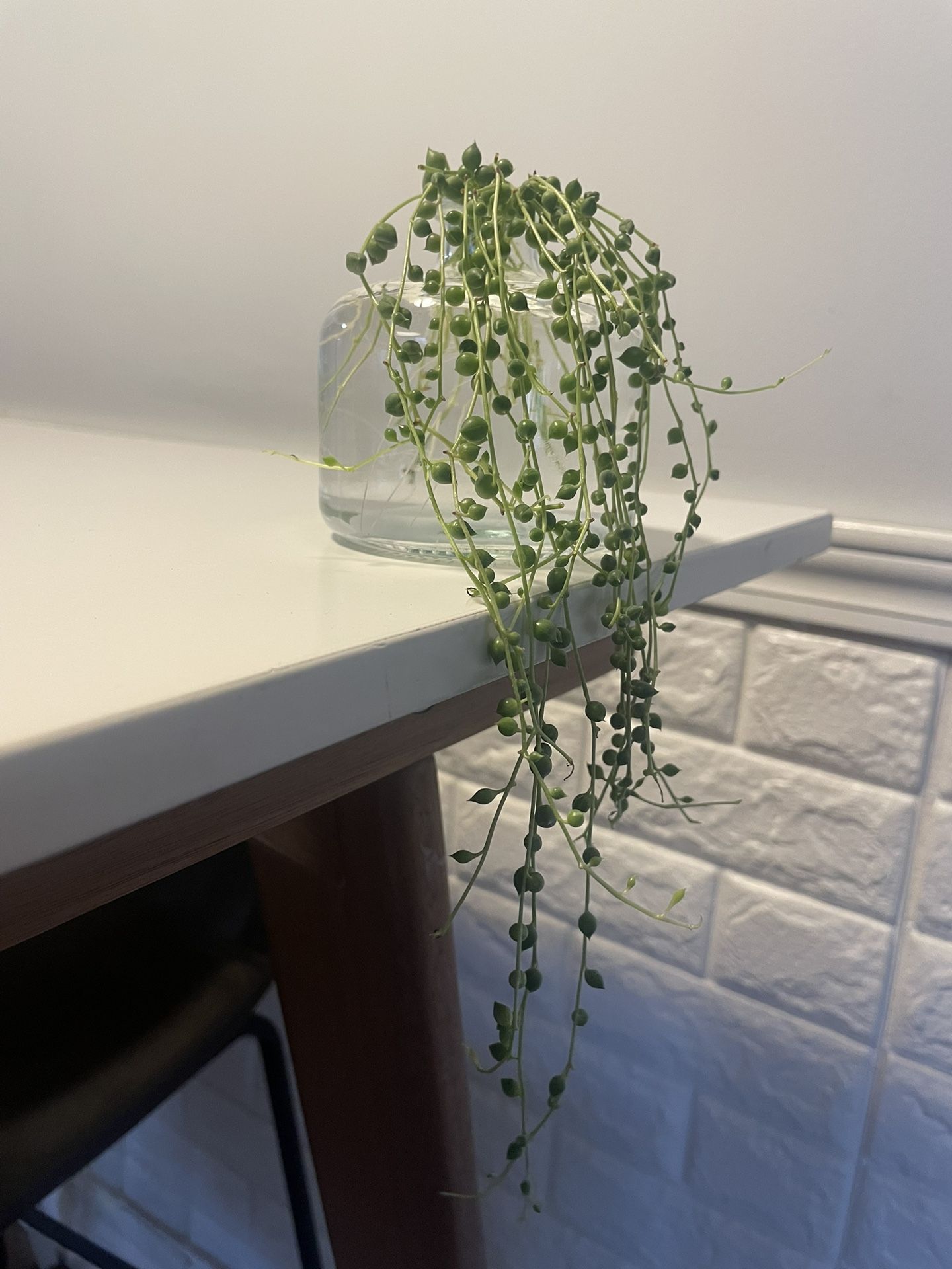 String Of Pearls Cuttings