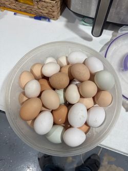 Organic chicken eggs
