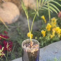 Succulent Plant Arrangement With White/Black Stand