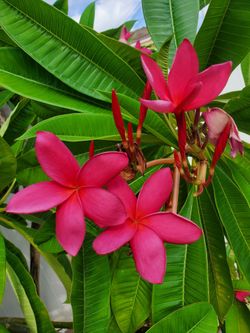 Plumeria Plant