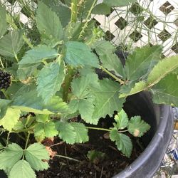 Blackberry Plant