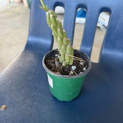 Eve's Needle cactus