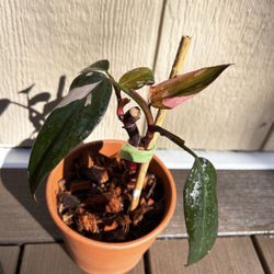 NEED GONE ASAP Philodendron Pink Princess **POT INCLUDED**