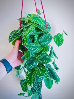 Sating photos indoor plants